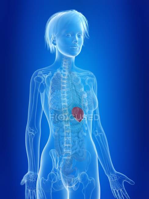 3d rendered illustration of highlighted female spleen. — Stock Photo