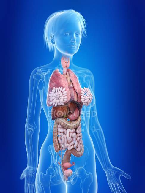 3D gerenderte Illustration der sichtbaren weiblichen inneren Organe. — Stockfoto