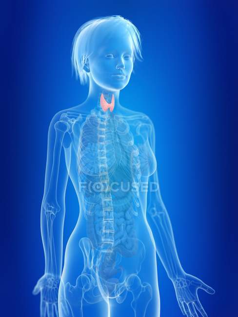 Illustrazione resa 3d della ghiandola tiroidea femminile evidenziata . — Foto stock