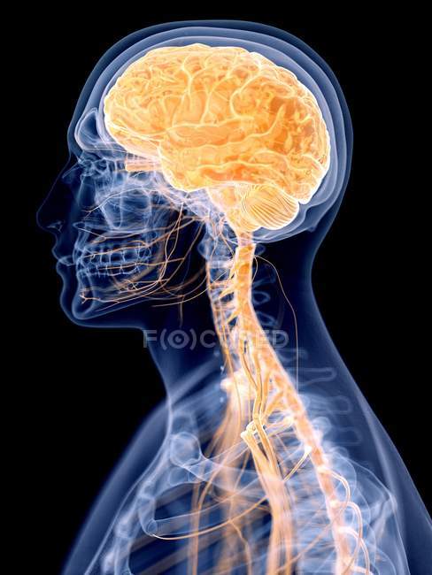3d ilustração renderizada do cérebro humano . — Fotografia de Stock