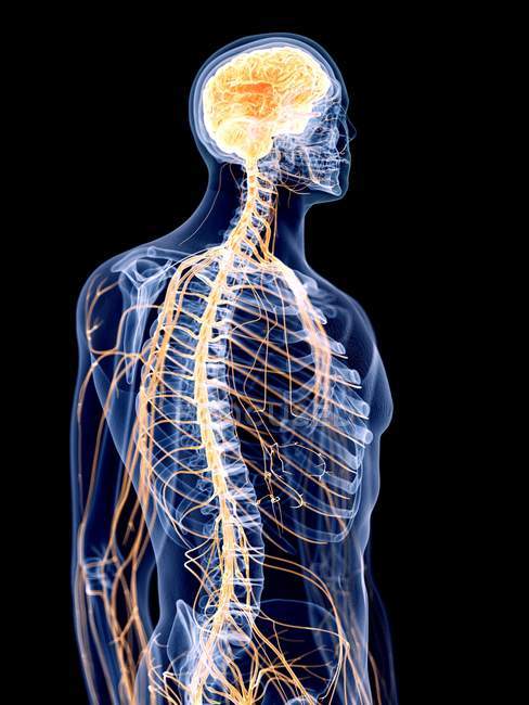 3d ilustração renderizada do sistema nervoso humano . — Fotografia de Stock