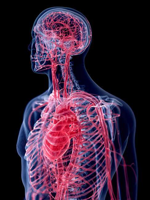 3d ilustración representada del sistema vascular humano . - foto de stock