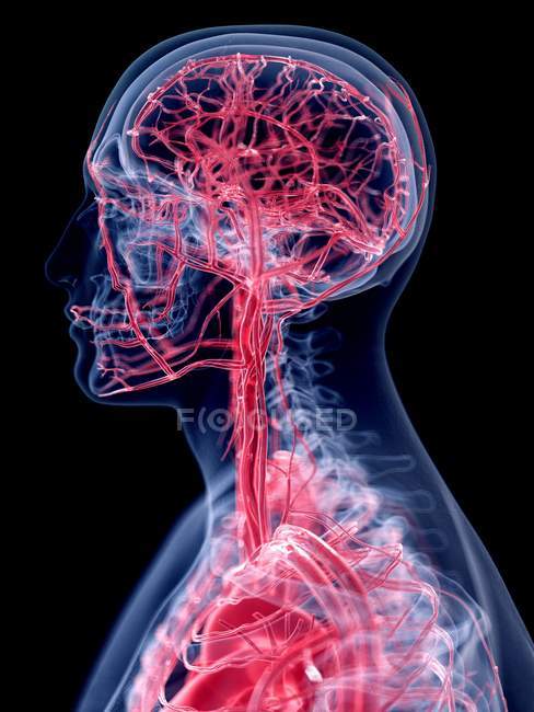 3D gerenderte Darstellung des Gefäßsystems des menschlichen Kopfes. — Stockfoto