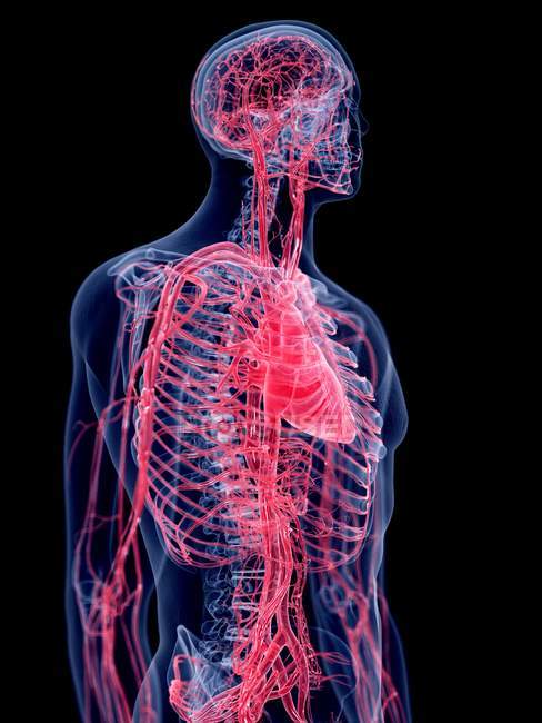 3d ilustración representada del sistema vascular humano
. - foto de stock