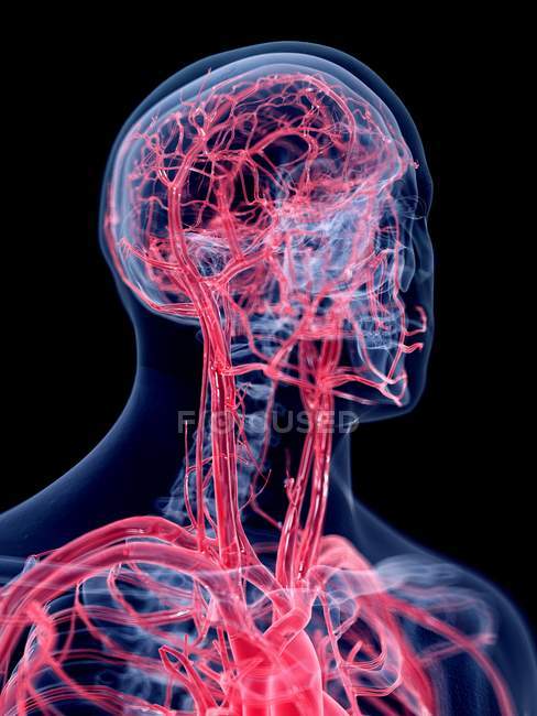 3d hecho ilustración del sistema vascular de la cabeza humana
. - foto de stock