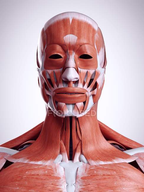 Illustrazione 3D dei muscoli della testa e del collo nel corpo umano . — Foto stock