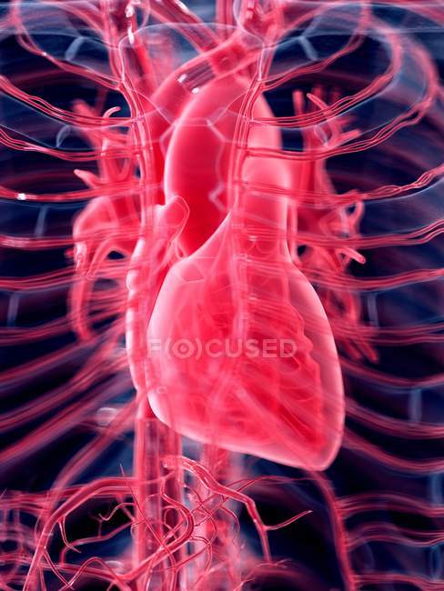 3D ілюстрація людського серця . — стокове фото
