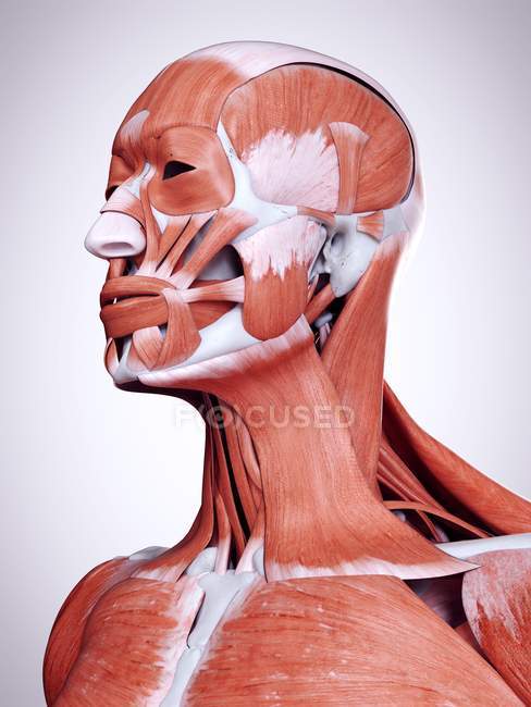 Трехмерная иллюстрация мышц головы и шеи в человеческом теле . — стоковое фото