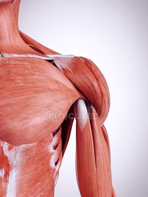 3D gerenderte Darstellung der Schultermuskulatur im menschlichen Körper. — Stockfoto