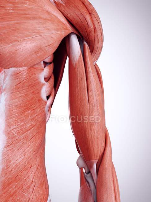 3d ilustración renderizada de los músculos del brazo superior en el cuerpo humano . - foto de stock