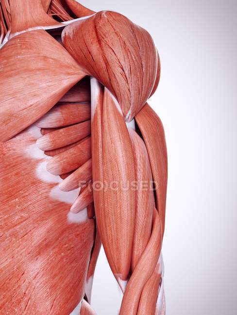 Illustration 3D des muscles du haut du bras dans le corps humain . — Photo de stock