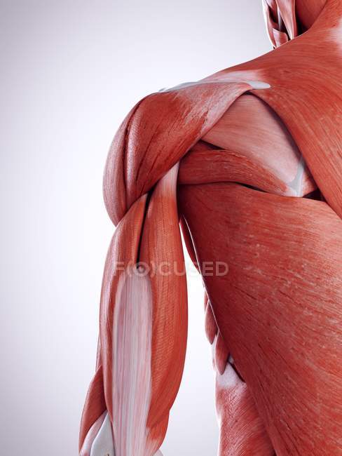 3d ilustración de los músculos del hombro en el cuerpo humano . - foto de stock