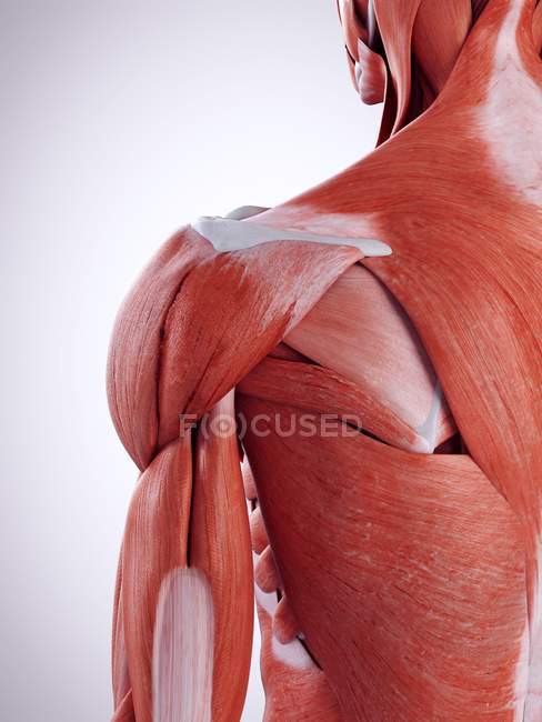 Illustration 3D des muscles des épaules dans le corps humain . — Photo de stock