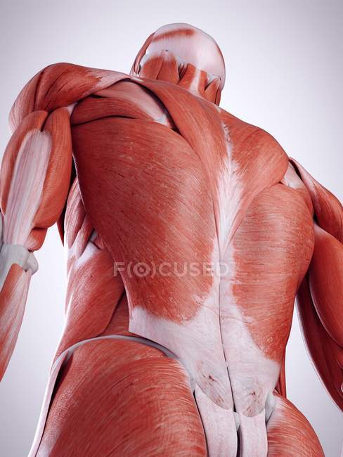 3D надані ілюстрація м'язи спини в організмі людини. — стокове фото