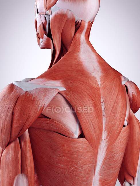 3d illustrazione resa dei muscoli della parte superiore della schiena nel corpo umano . — Foto stock