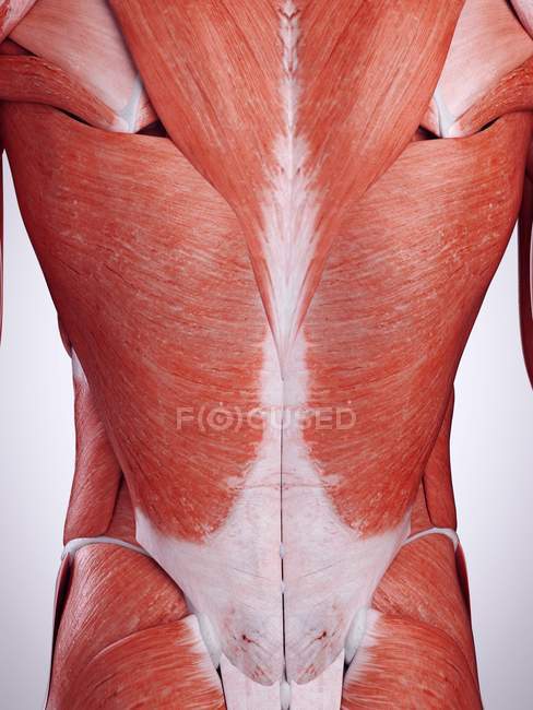 3d ilustração renderizada dos músculos das costas no corpo humano . — Fotografia de Stock