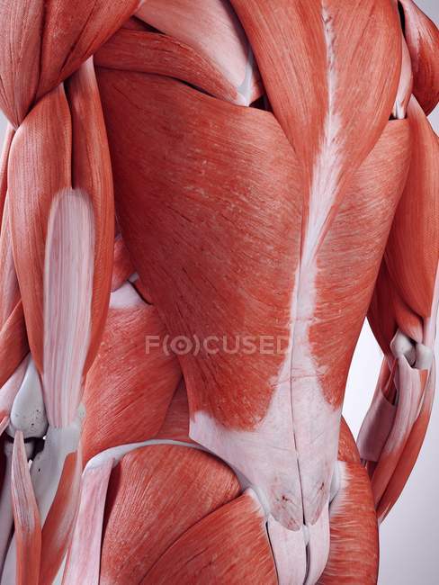 3D gerenderte Darstellung der Rückenmuskulatur im menschlichen Körper. — Stockfoto