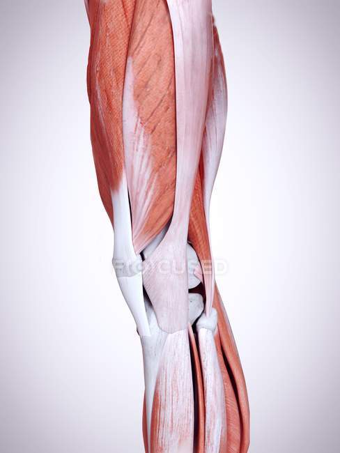 Illustrazione 3d dei muscoli delle gambe nel corpo umano . — Foto stock