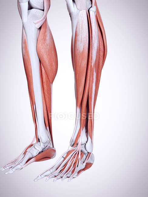 Трехмерная иллюстрация мышц нижних ног в человеческом теле . — стоковое фото