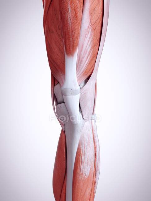 3D gerenderte Darstellung der Beinmuskulatur im menschlichen Körper. — Stockfoto