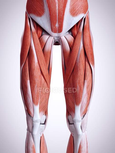 3d representación de los músculos de las piernas en el cuerpo humano . - foto de stock