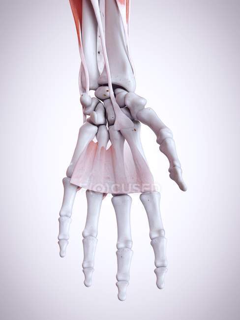 Illustrazione 3d dell'anatomia della mano nello scheletro umano . — Foto stock