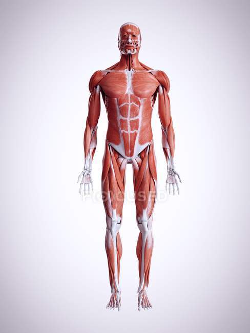 3D gerenderte Darstellung der Muskeln im männlichen menschlichen Körper. — Stockfoto