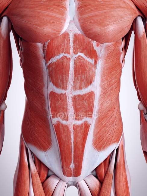 3D ілюстрація м'язів черевної порожнини в людському тілі . — стокове фото