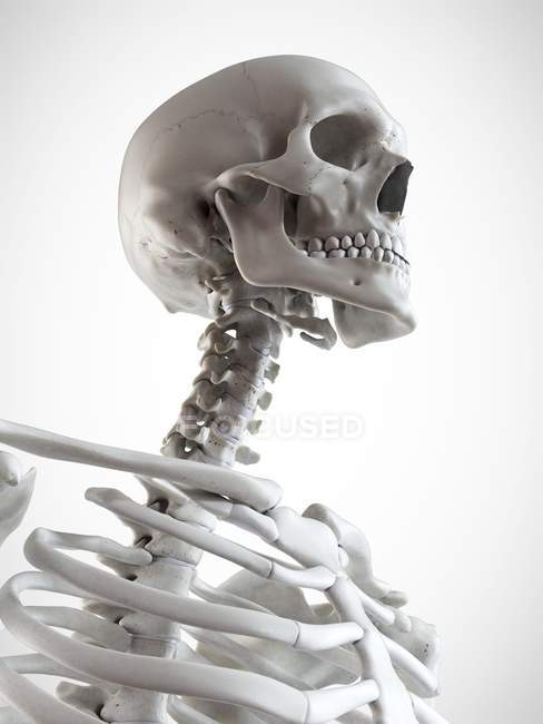 Illustration 3D de la tête et du cou dans le squelette humain . — Photo de stock