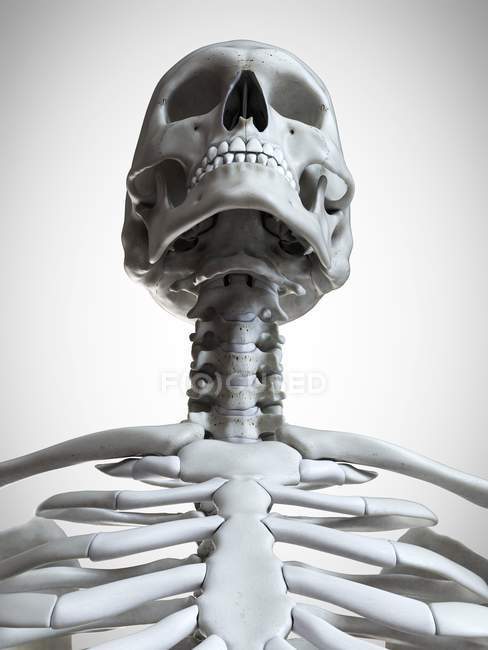 3D gerenderte Darstellung von Kopf und Hals im menschlichen Skelett. — Stockfoto