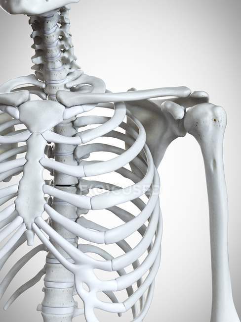 3d ilustração renderizada de ossos do ombro no esqueleto humano . — Fotografia de Stock