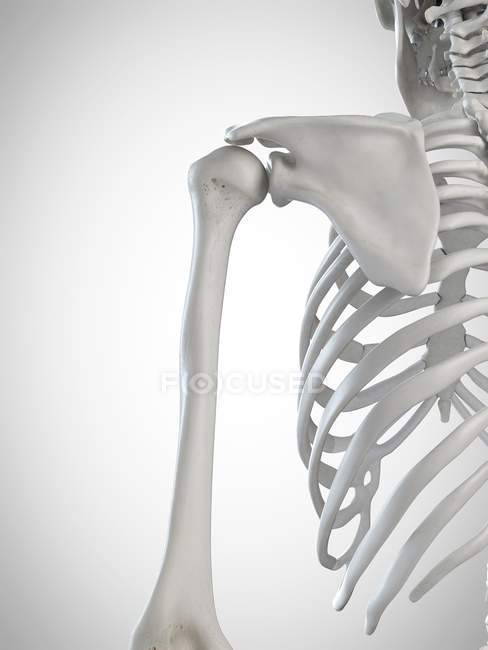 3d ilustración renderizada de los huesos del hombro en el esqueleto humano
. - foto de stock