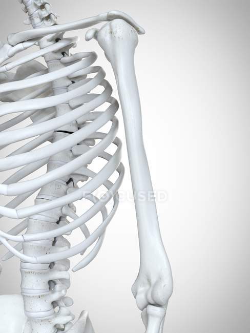Illustration 3D de l'humérus dans le squelette humain . — Photo de stock