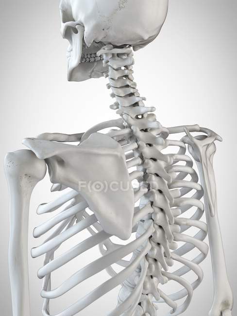 Illustration en 3D du dos squelettique sur fond blanc . — Photo de stock