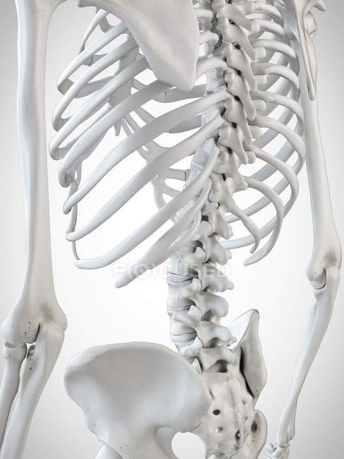 3d rendered illustration of skeletal back on white background. — Stock Photo