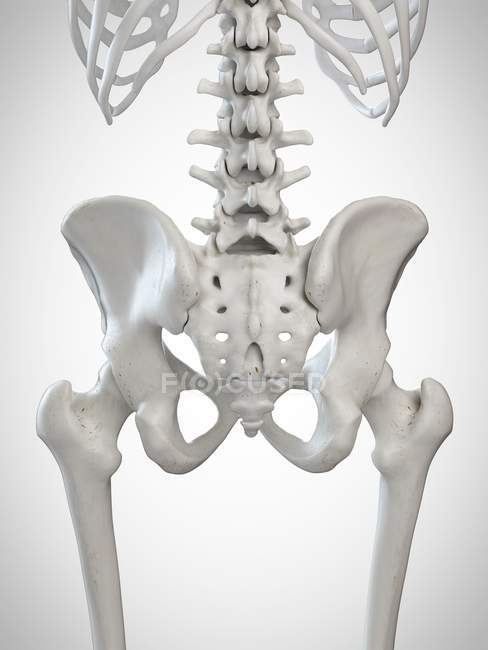 Illustration 3D du sacrum dans le squelette humain . — Photo de stock