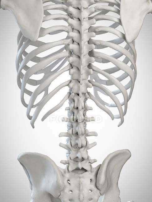 3D рендеринг иллюстрации скелета обратно на белом фоне . — стоковое фото