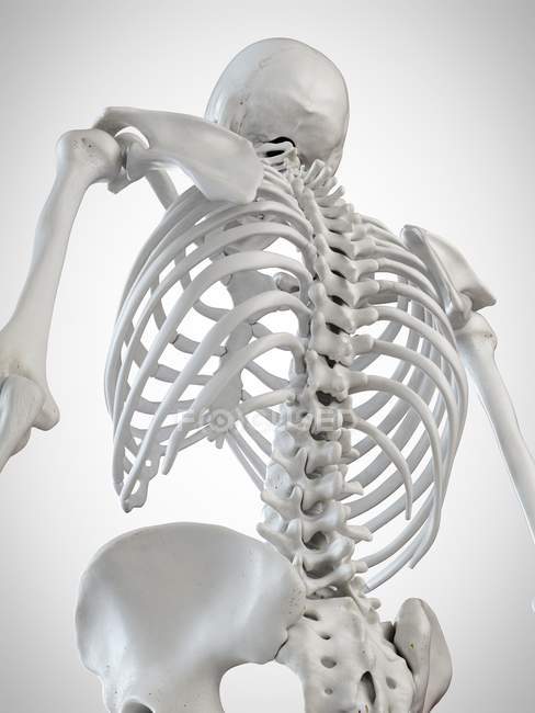 3d ilustración renderizada de los huesos de la espalda sobre fondo blanco . - foto de stock