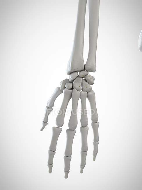 3D gerenderte Illustration der Skeletthand auf weißem Hintergrund. — Stockfoto