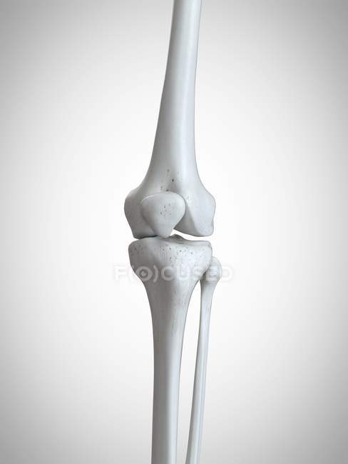 3D gerenderte Illustration des Knies im menschlichen Skelett. — Stockfoto