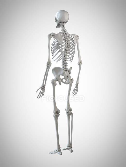 3D рендеринг иллюстрации человеческого скелета на сером фоне . — стоковое фото