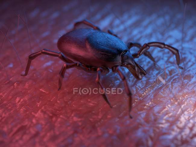 3d rendered colored illustration of tick on skin surface. — Stock Photo