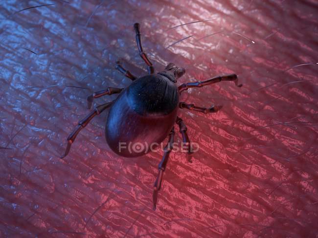 3d rendered colored illustration of tick on skin surface. — Stock Photo