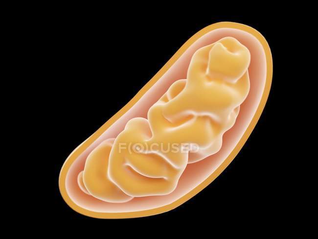 Ilustración digital magnificada de la célula mitocondrial . - foto de stock