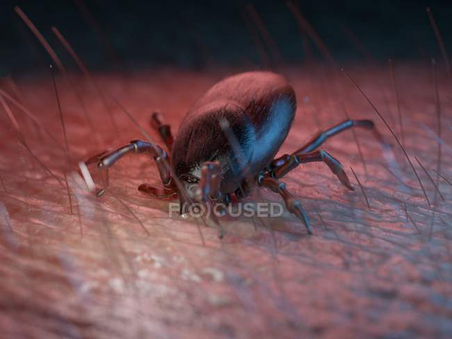 3d rendered illustration of little tick on skin surface. — Stock Photo