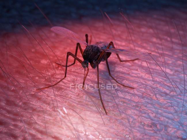 Colored illustration of mosquito pest on skin. — Stock Photo