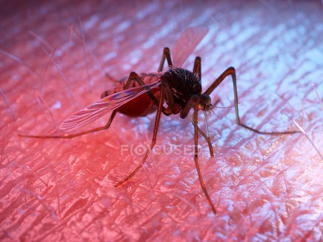 Ilustración coloreada de plaga de mosquitos en la piel
. - foto de stock