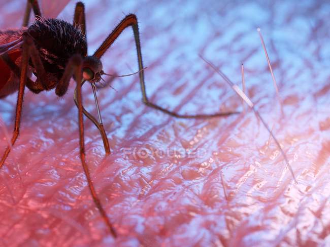 Illustrazione a colori di parassiti zanzare sulla pelle . — Foto stock