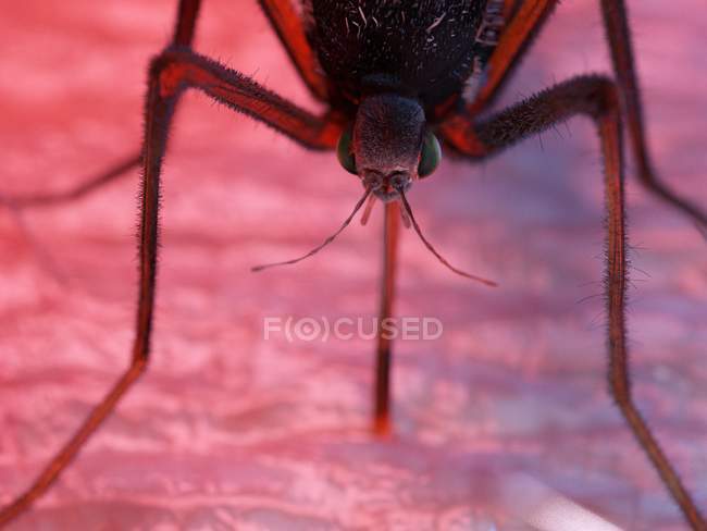 Illustration colorée du moustique ravageur sur la peau
. — Photo de stock