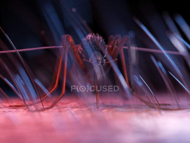 Цветная иллюстрация комаров вредителей на коже . — стоковое фото